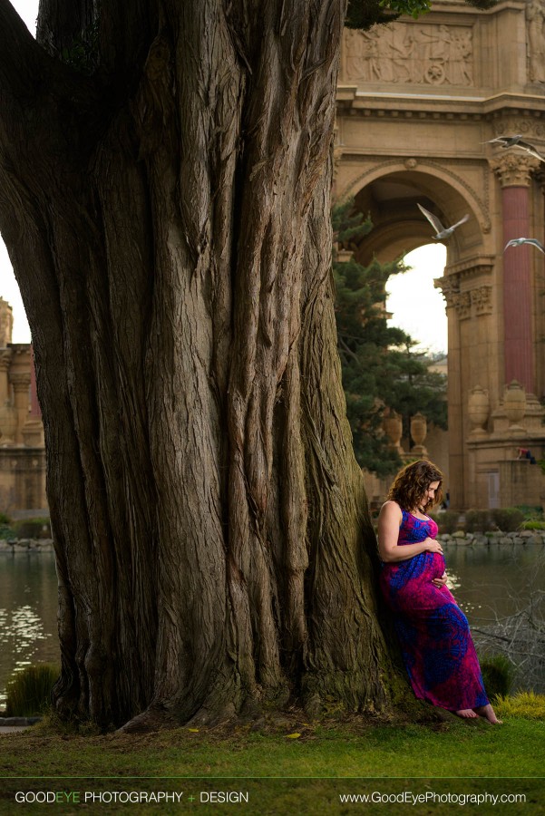 Maternity Photography by a tree at the Palace of Fine Arts in San Francisco