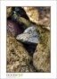 Shore Rocks, DSC_7400_HDR_web