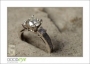 JennLeon_ES_d700-9194_web