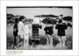 02_GaultMontereyAquarium_d3-5611_web