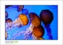 12_GaultMontereyAquarium_d3-5667_web