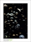 13_GaultMontereyAquarium_d3-5682_web