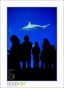 14_GaultMontereyAquarium_d3-5685_web