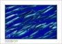 15_GaultMontereyAquarium_d3-5691_web