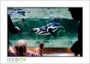 21_GaultMontereyAquarium_d3-5737_web