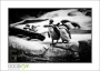22_GaultMontereyAquarium_d3-5738_web