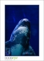 45_GaultMontereyAquarium_d3-5877_web