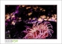 46_GaultMontereyAquarium_d3-5881_web
