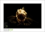 48_GaultMontereyAquarium_d3-5893_web