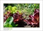 GaultStrawberryDay_d3-5455_web