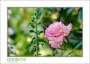 MillRoseInn_d3-5297_web