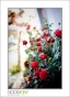 MillRoseInn_d3-5303_web