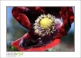 MillRoseInn_d300-9427_web