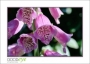 MillRoseInn_d300-9431_web