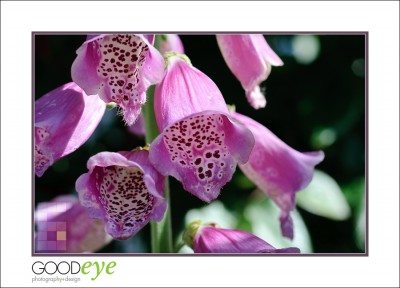 MillRoseInn_d300-9431_web