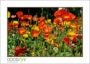 MillRoseInn_d300-9437_web